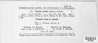 Puccinia caricis image